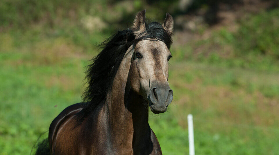 Portrait of a Mangalarga Marchador