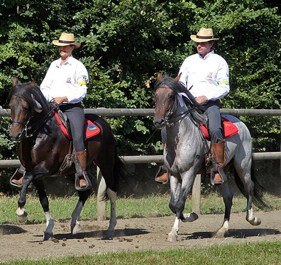 Reiterinnen und Reiter auf Mangalarga Marchadores