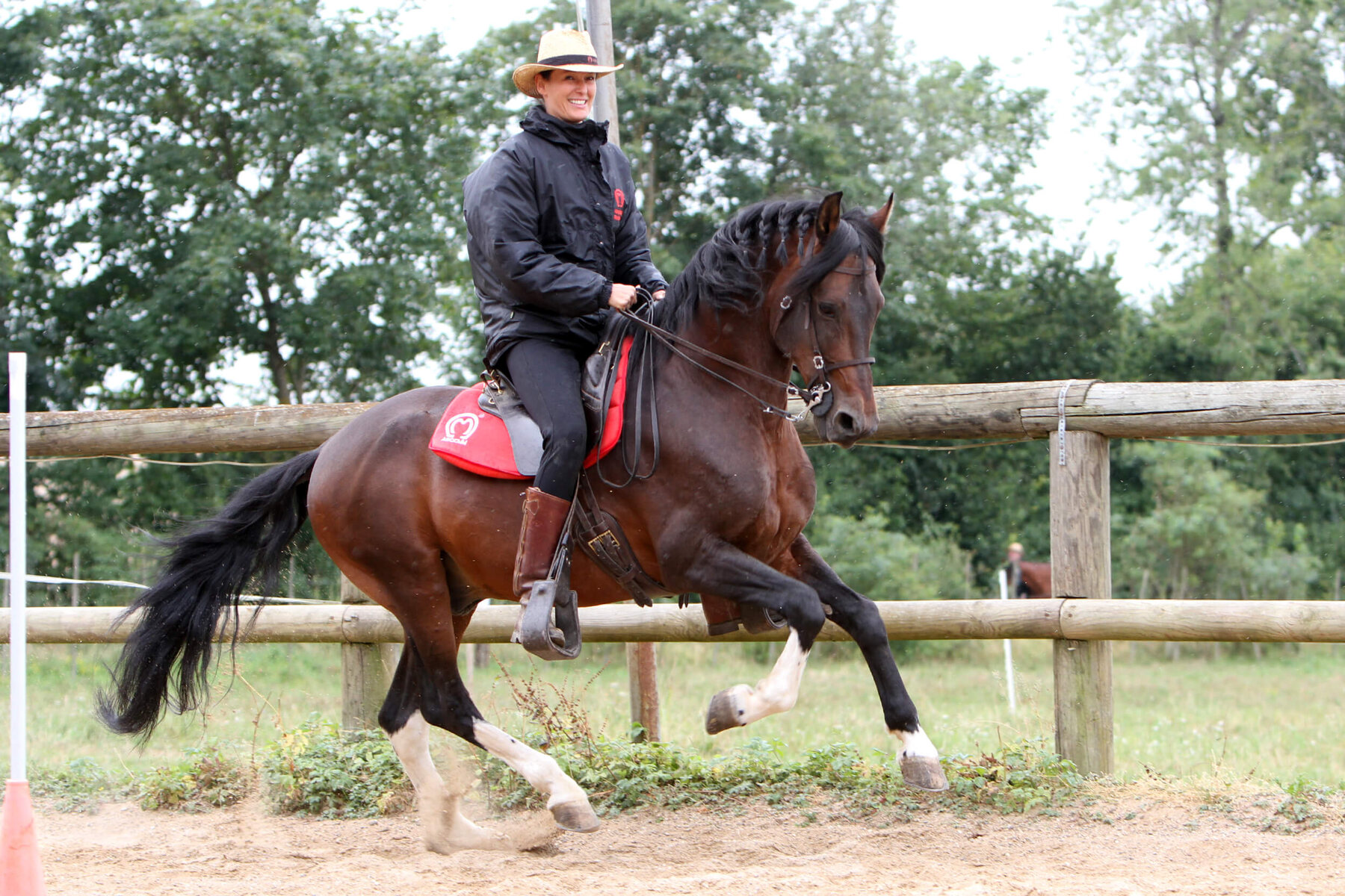 Mangalarga Marchador mit Reiterin in Bewegung